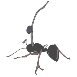 アリに寄生するタイワンアリタケのイラスト